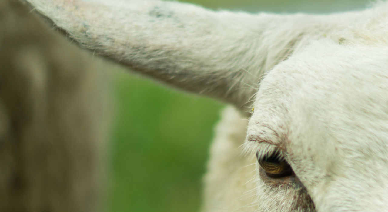 Afera serowa w domu Basta